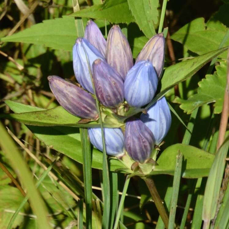 Image de Gentiana andrewsii Griseb.