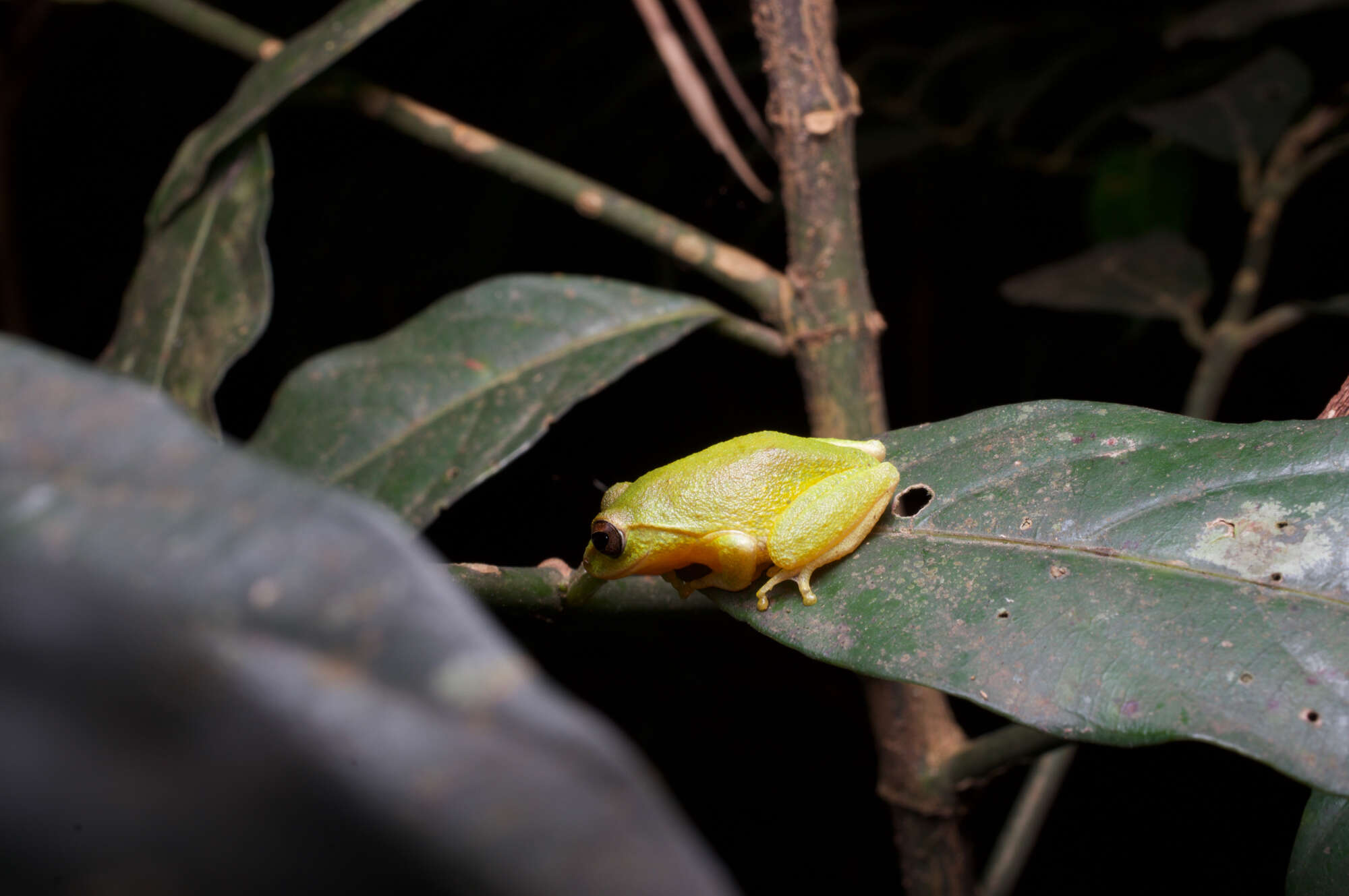 Imagem de Pseudophilautus stuarti (Meegaskumbura & Manamendra-Arachchi 2005)