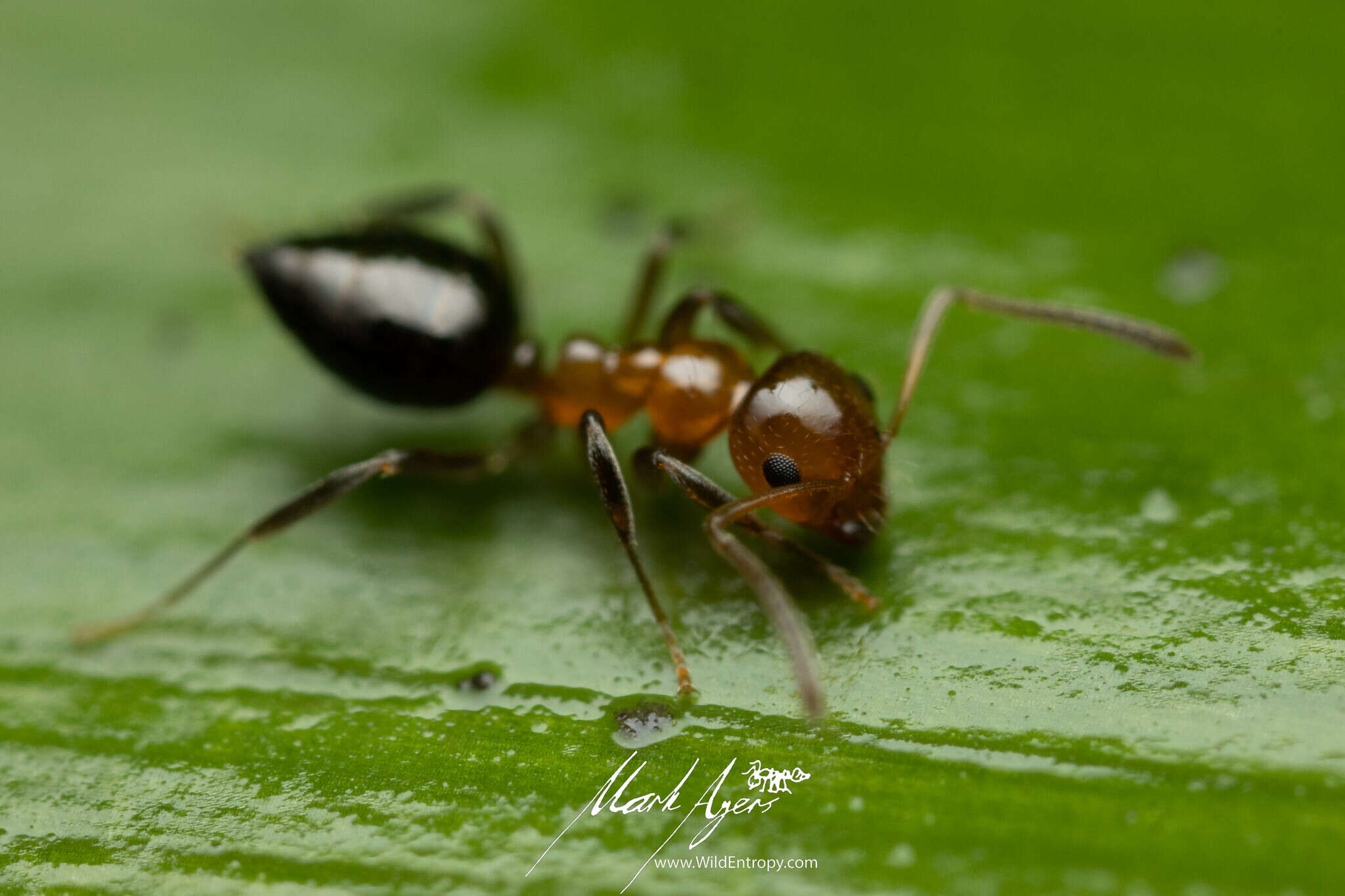 Image of Prolasius convexus McAreavey 1947