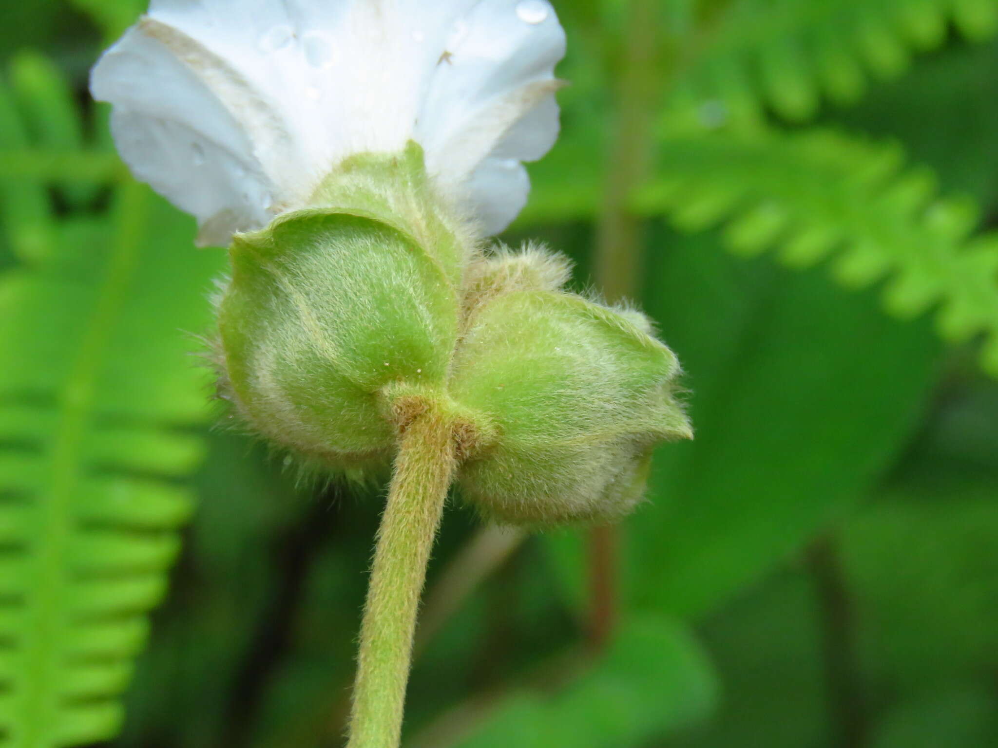 Imagem de Odonellia hirtiflora (M. Mart. & Gal.) K. Robertson