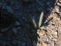 Image of Adenocarpus decorticans Boiss.