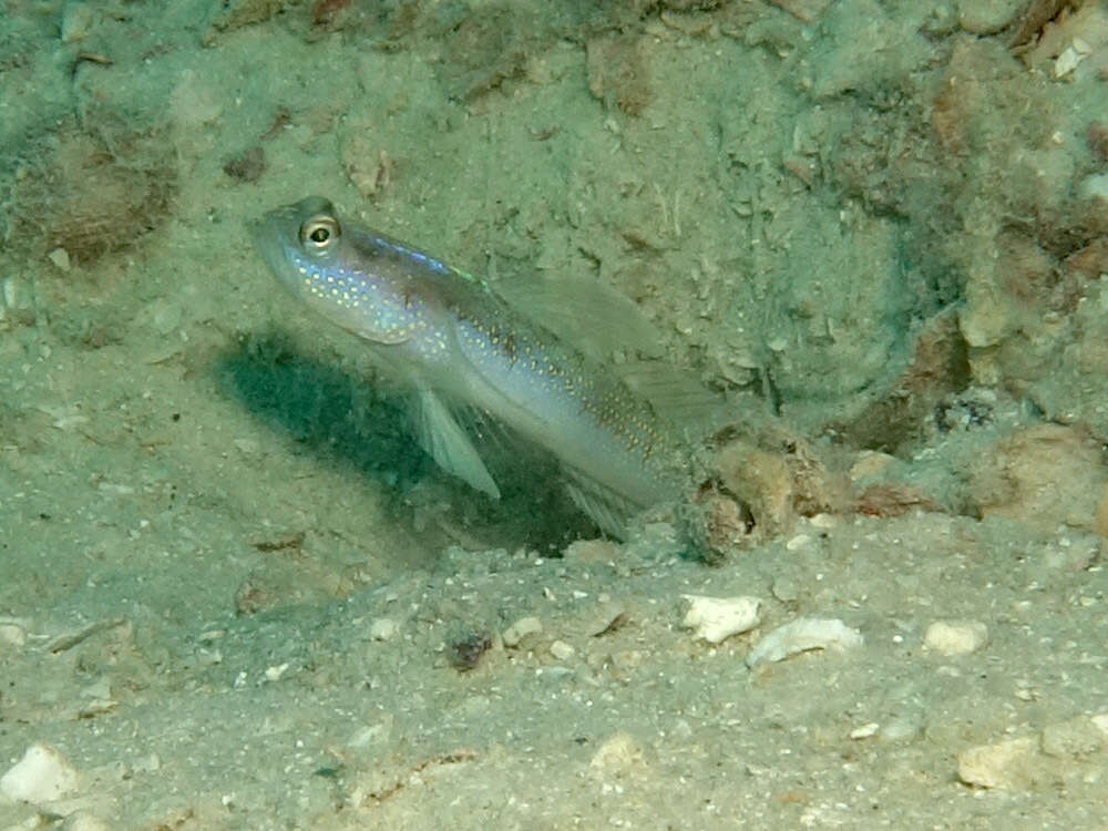 Image of Dorsalspot shrimpgoby