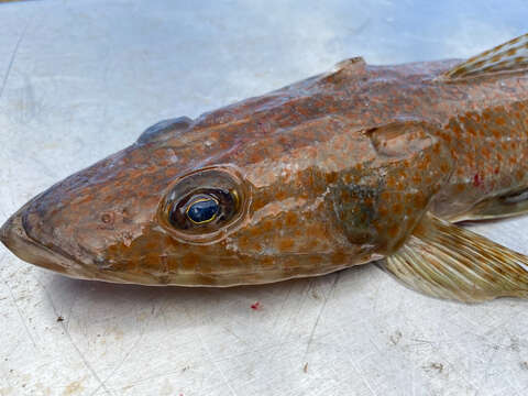 Image of Tiger flathead