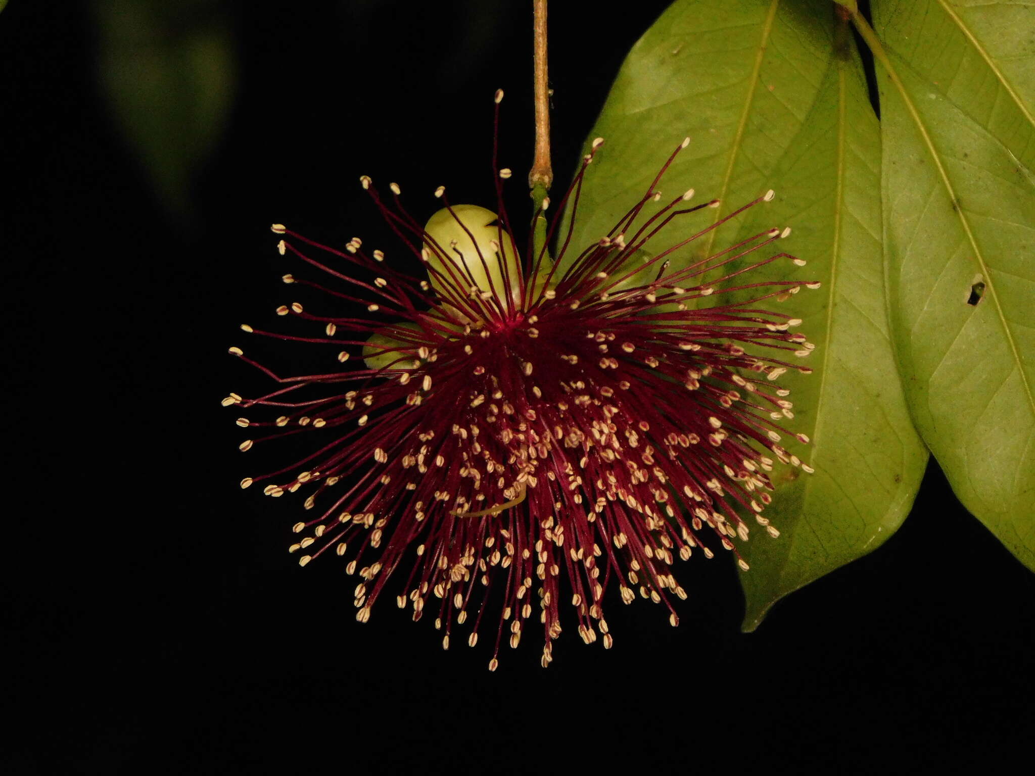 Plancia ëd Syzygium laetum (Ham.) K. N. Gandhi