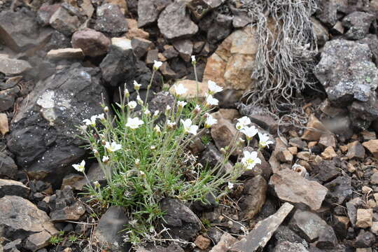 Image of arctic stitchwort