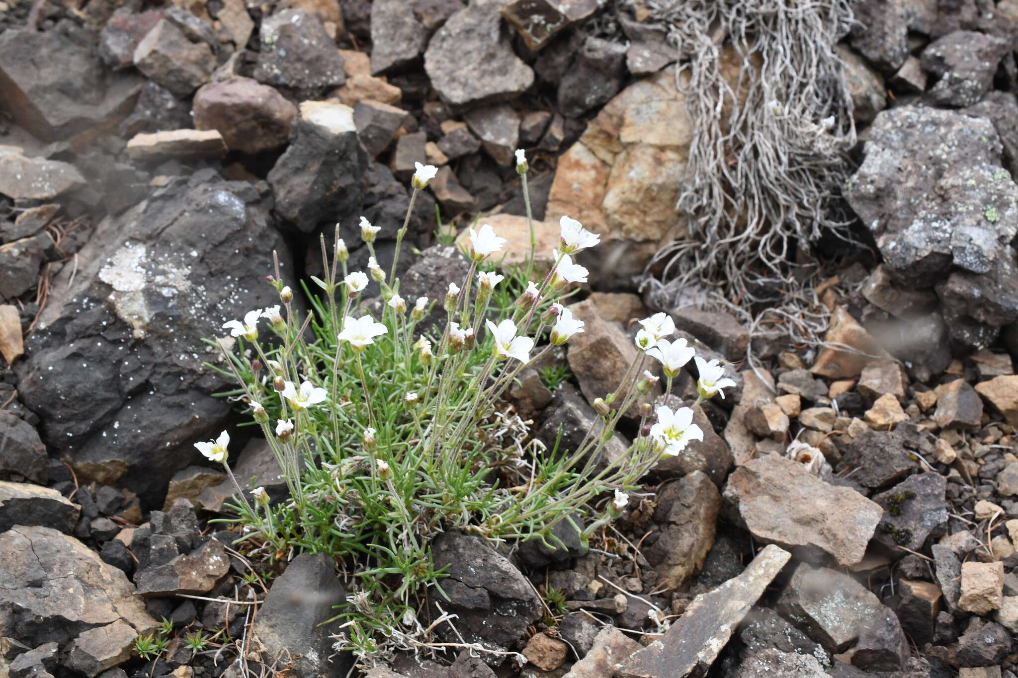 Слика од Cherleria arctica (Steven ex Ser.) A. J. Moore & Dillenb.