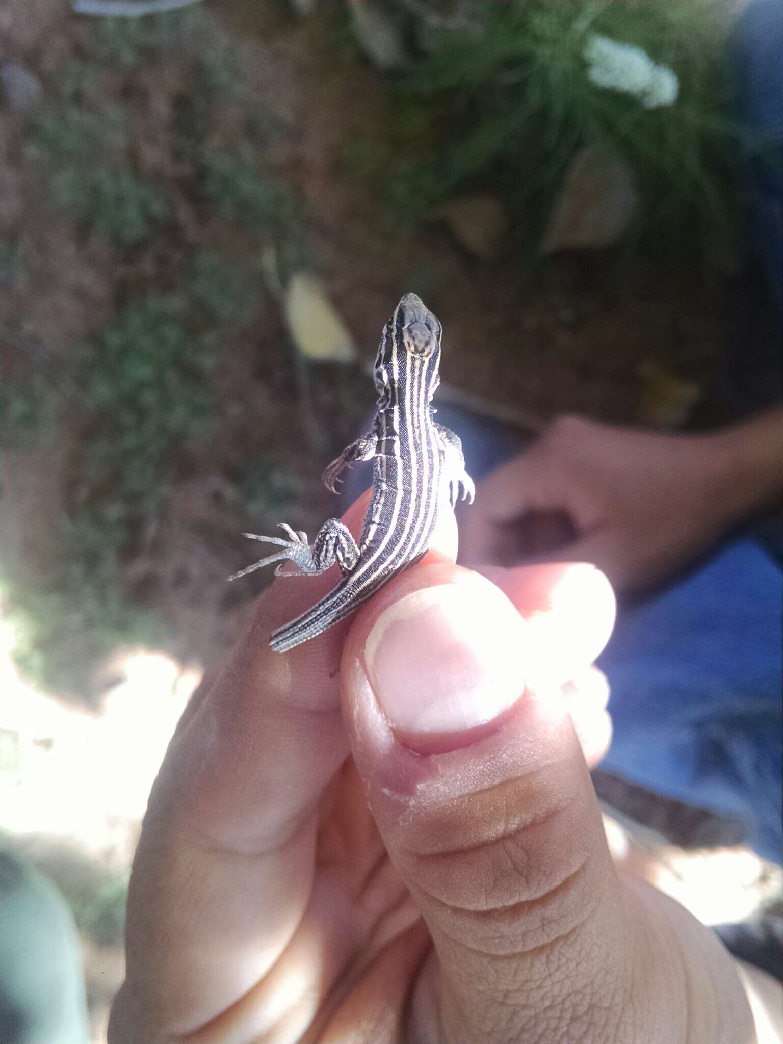 Image of Plateau Striped Whiptail