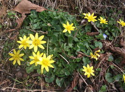 Image of Ficaria verna subsp. fertilis (Laegaard) Stace