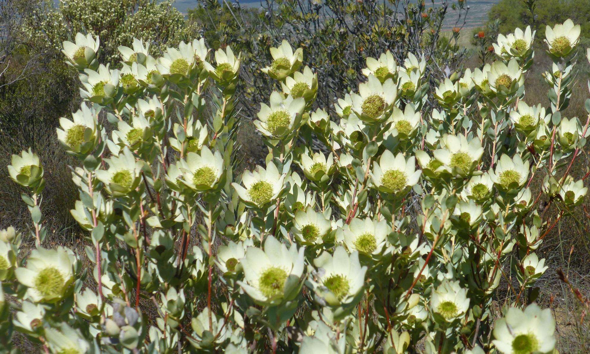 Image de Leucadendron roodii Bolus