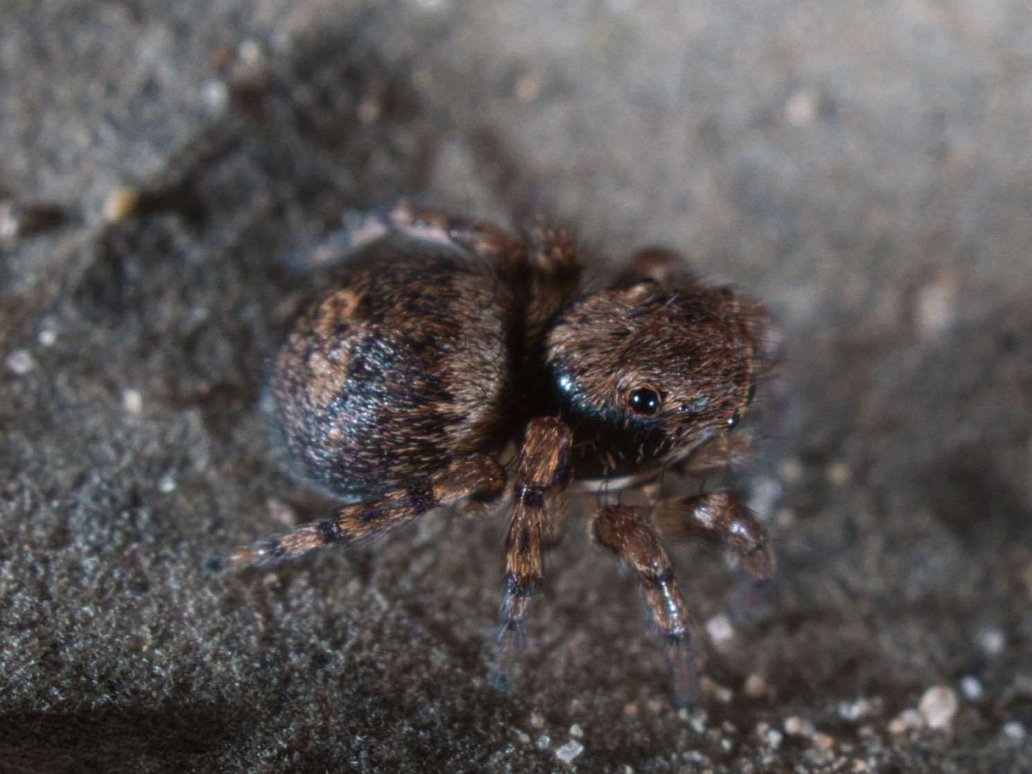 Image of Naphrys acerba (Peckham & Peckham 1909)