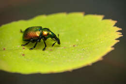 Image of poplar leaf-rolling weevil