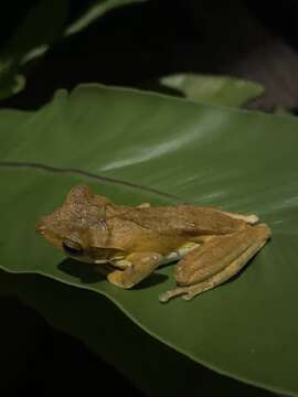 Image of Sri Lanka whipping frog