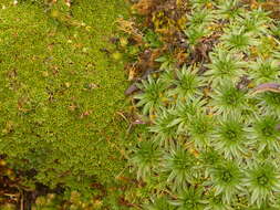 Image of Azorella aretioides (Spreng.) Willd. ex DC.