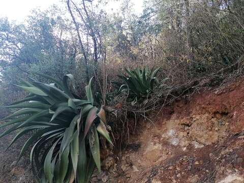 Agave atrovirens var. atrovirens resmi