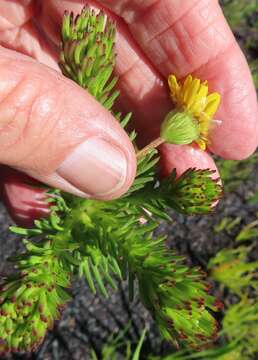 Image of Ursinia caledonica (Phillips) Prassler