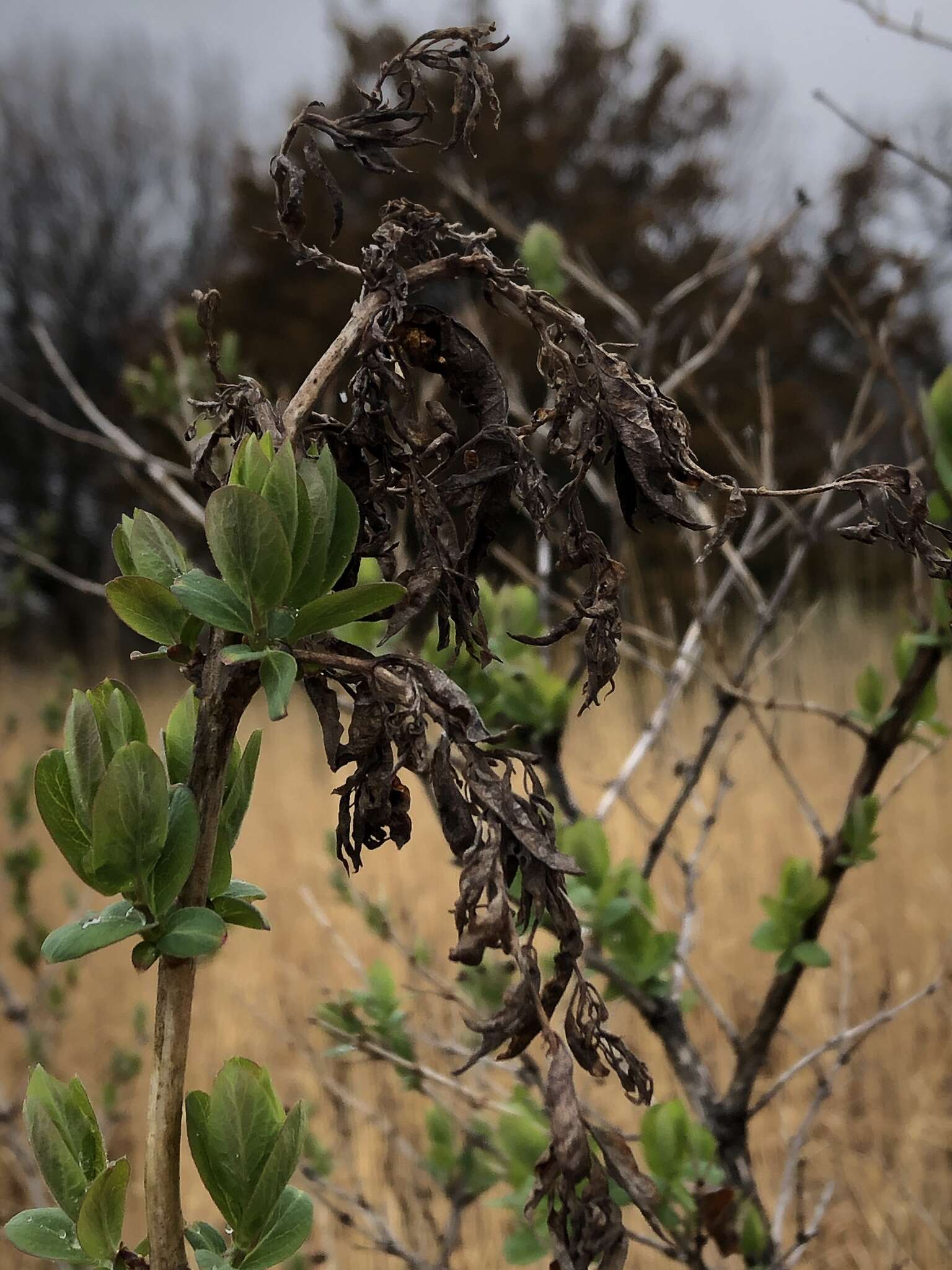 Image of Honeysuckle witches' broom aphid