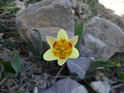 Image of water-lily tulip