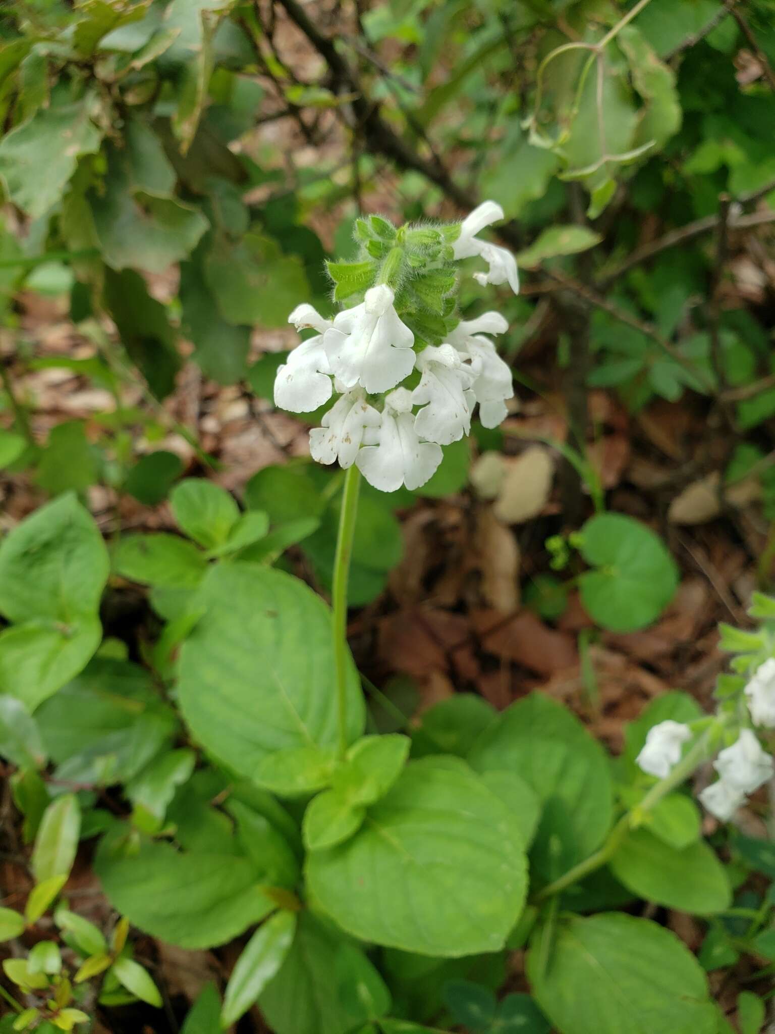 Image of Salvia assurgens Kunth