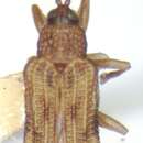 Image of Sumitrosis fryi (Baly 1885)