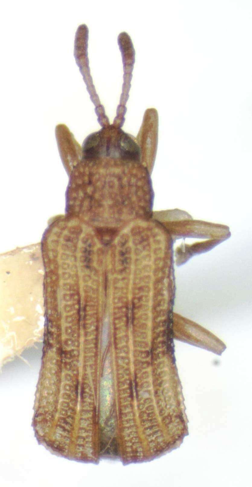 Image of Sumitrosis fryi (Baly 1885)