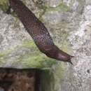 Image of Limax millipunctatus Pini 1885