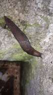 Image de Limax millipunctatus Pini 1885