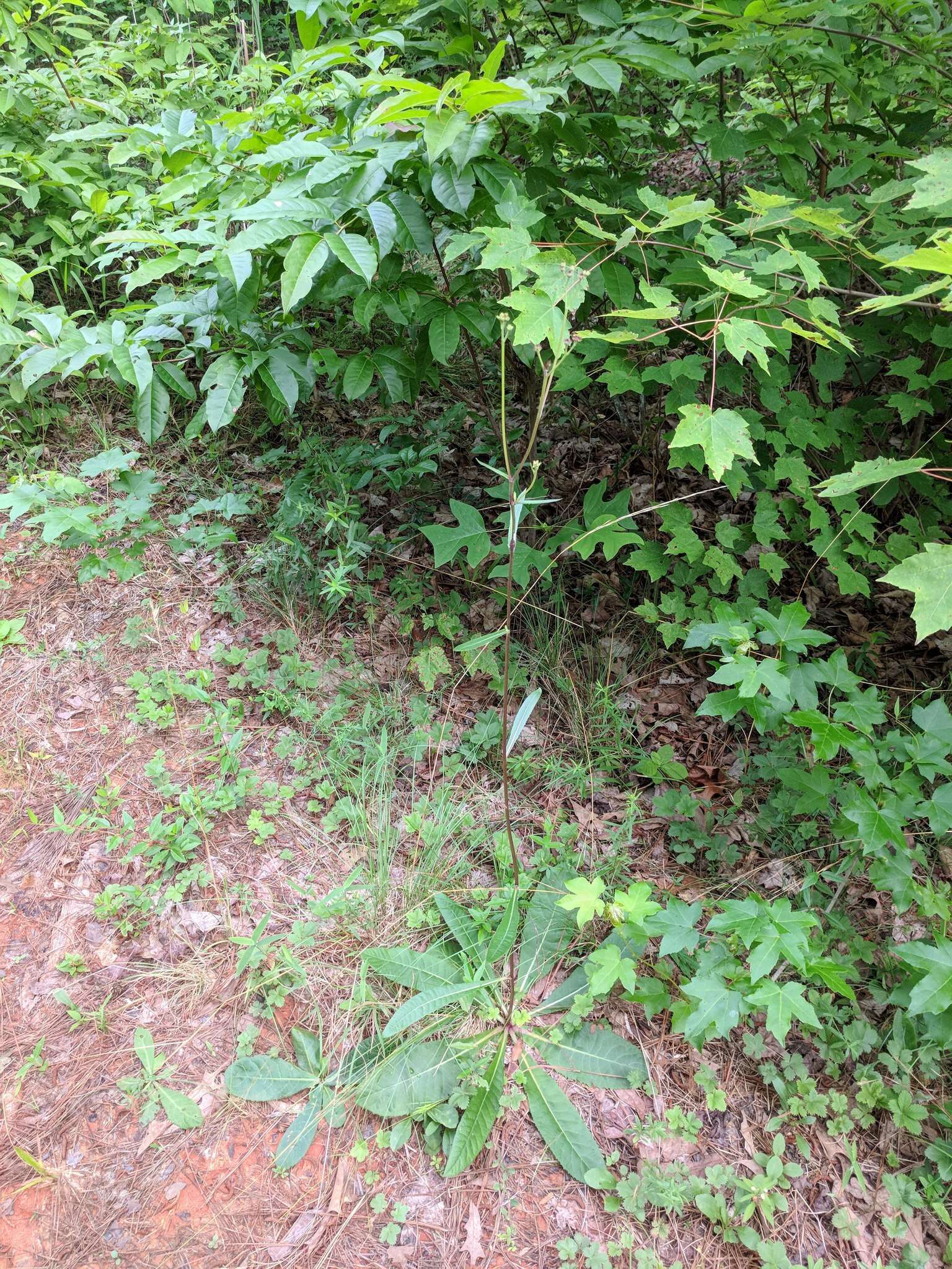 Image of stemless ironweed