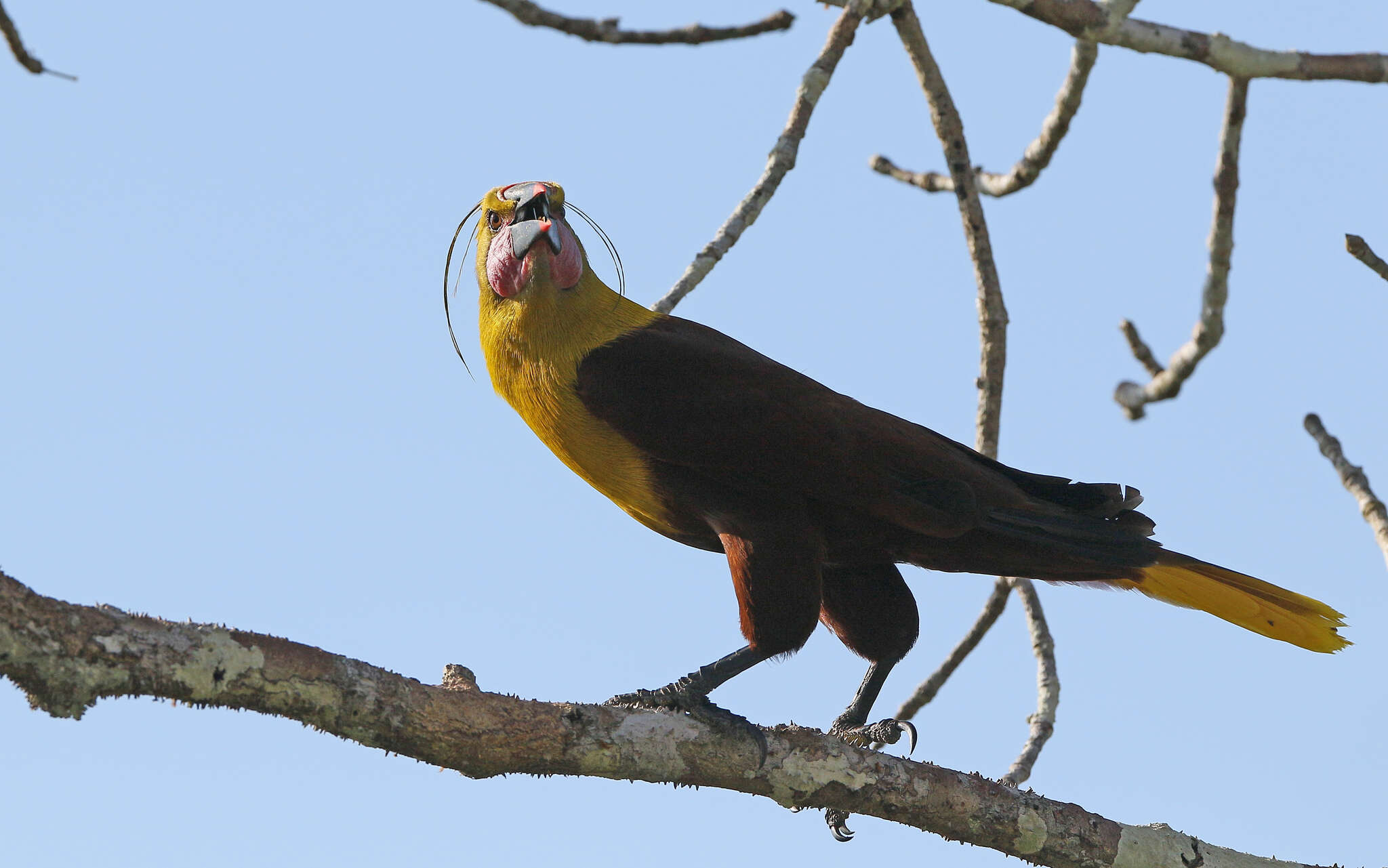 Image of Amazonian Oropendola