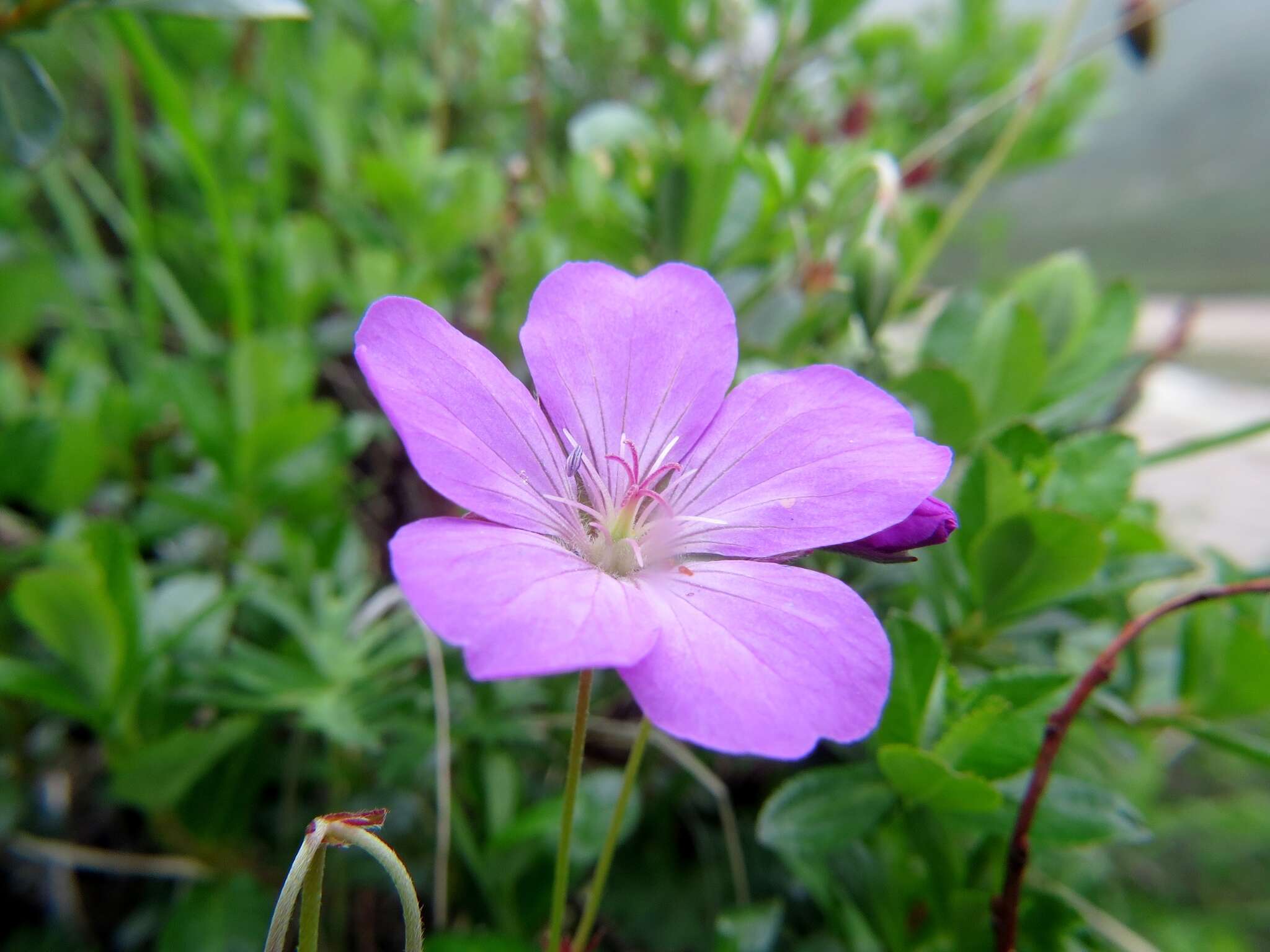 Imagem de Geranium donianum Sweet