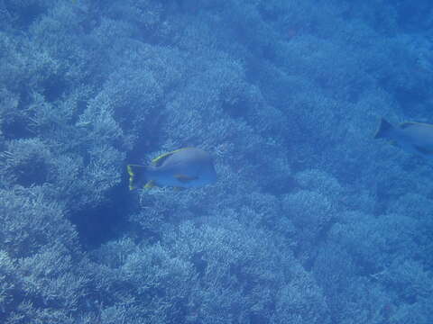 Image of Blubberlip snapper