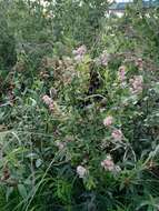 Image of willowleaf meadowsweet