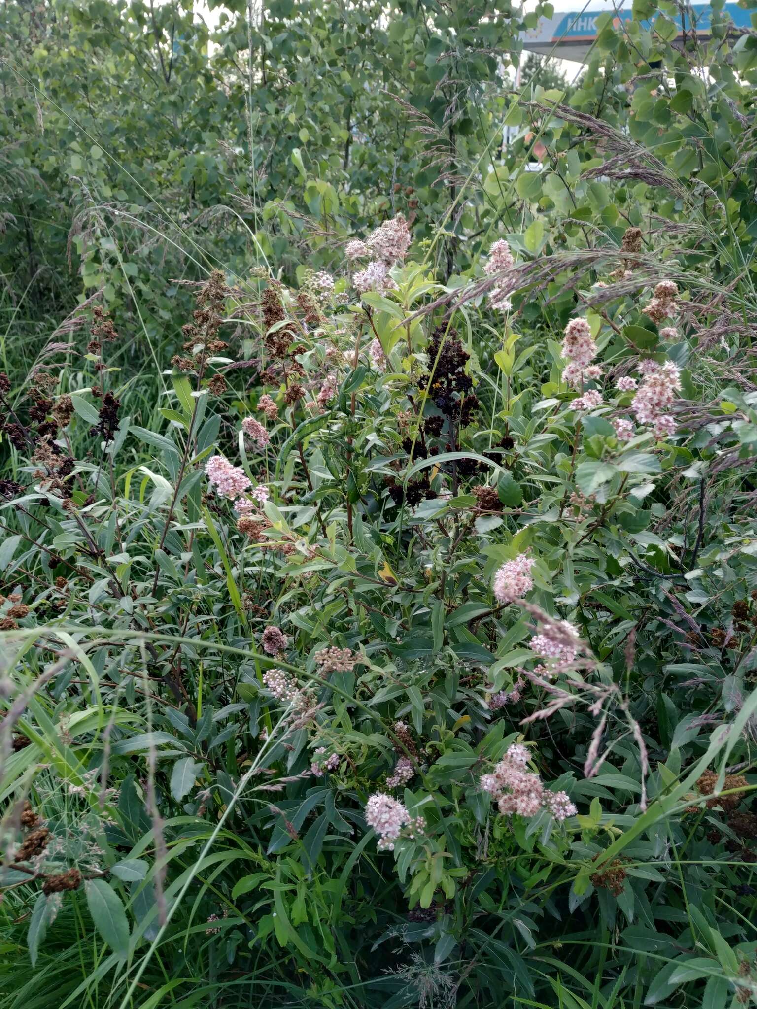 Слика од Spiraea salicifolia L.