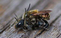 Image of Mason bee