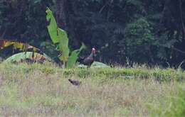 Image of Green Junglefowl