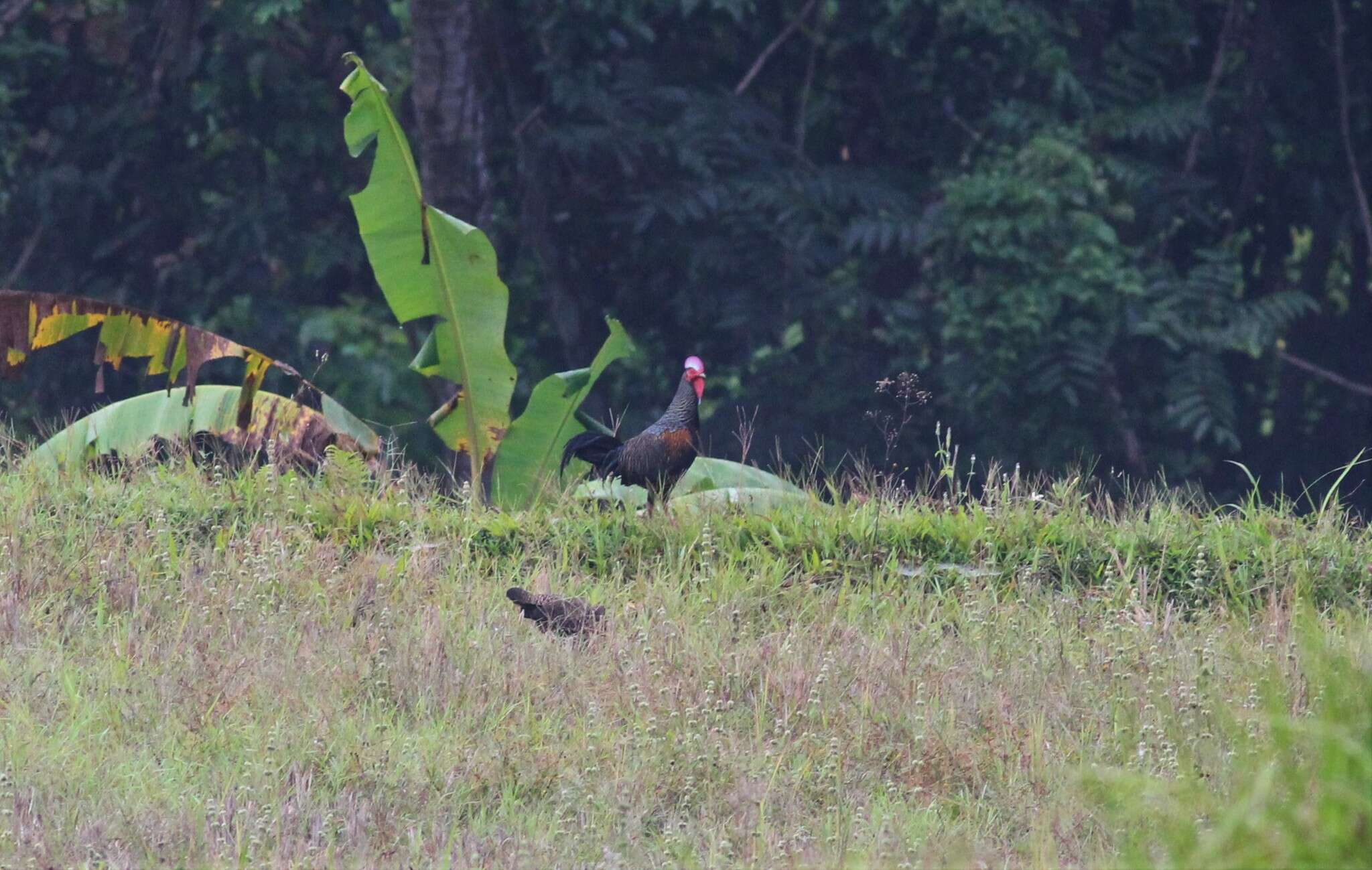 Image of Green Junglefowl