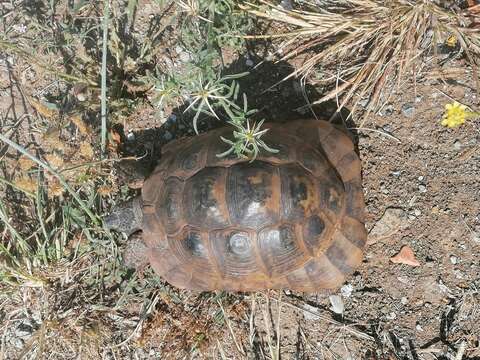 Image of Testudo graeca ibera Pallas 1814