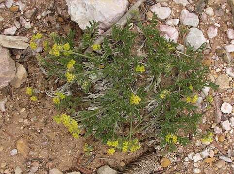 Lomatium minimum (Mathias) Mathias的圖片