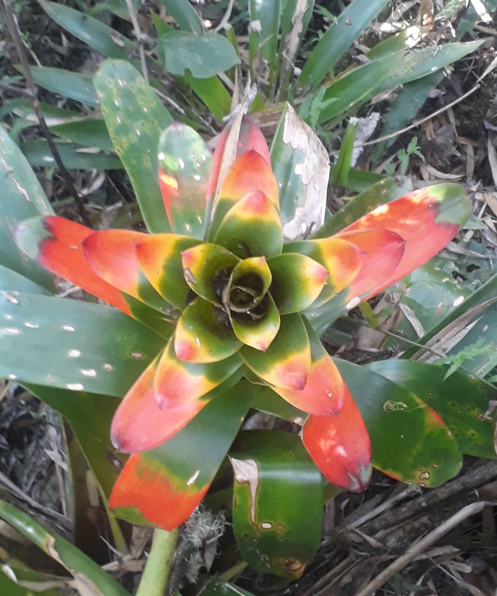 Image of Guzmania gloriosa (André) André ex Mez