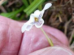 Image of Viola lyallii Hook. fil.