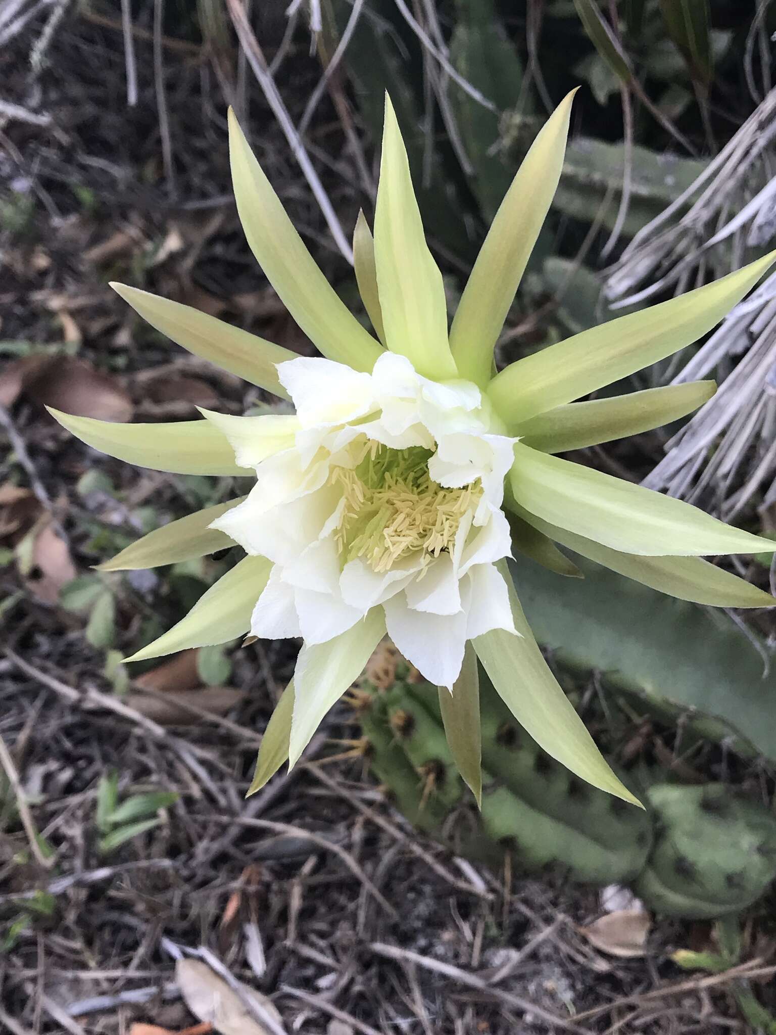 Image of Cereus fernambucensis Lem.