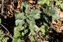 Image of stinging nettle