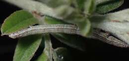 Image of Whitney's Underwing Moth