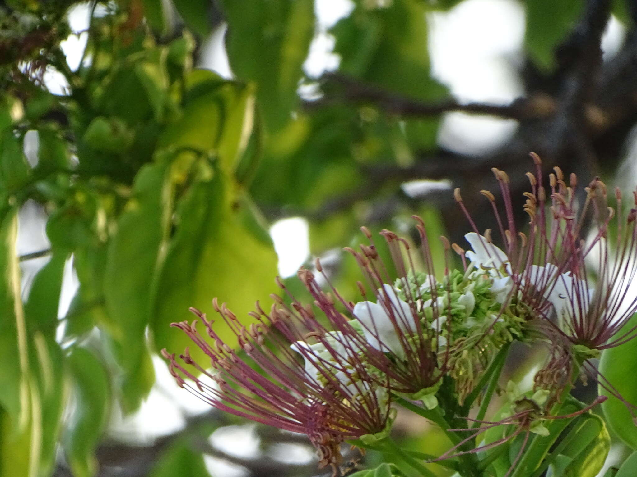 Image of Capparidastrum discolor (J. D. Sm.) Cornejo & Iltis