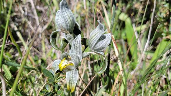 Image of Chloraea magellanica Hook. fil.