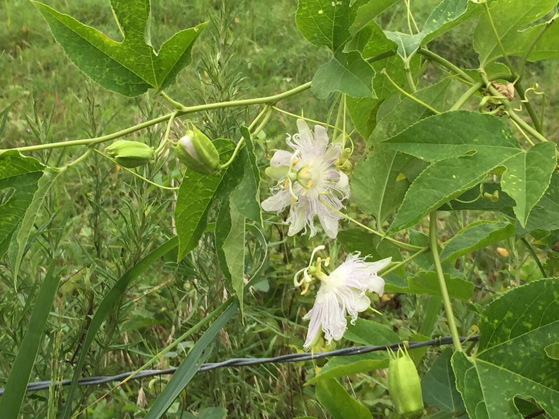 Plancia ëd Passiflora incarnata L.