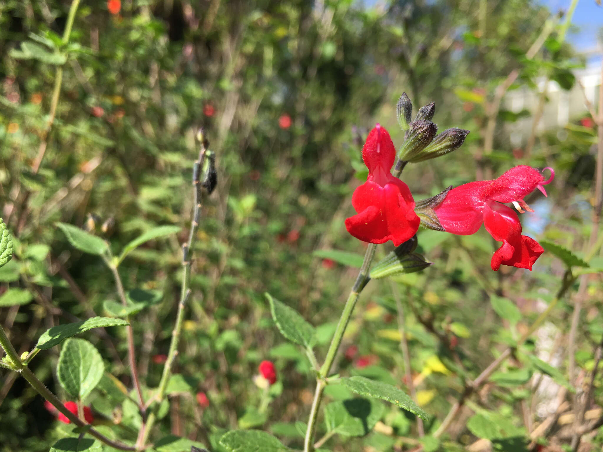 Salvia microphylla Kunth resmi