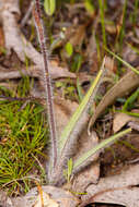 Image of Caladenia cala Hopper & A. P. Br.