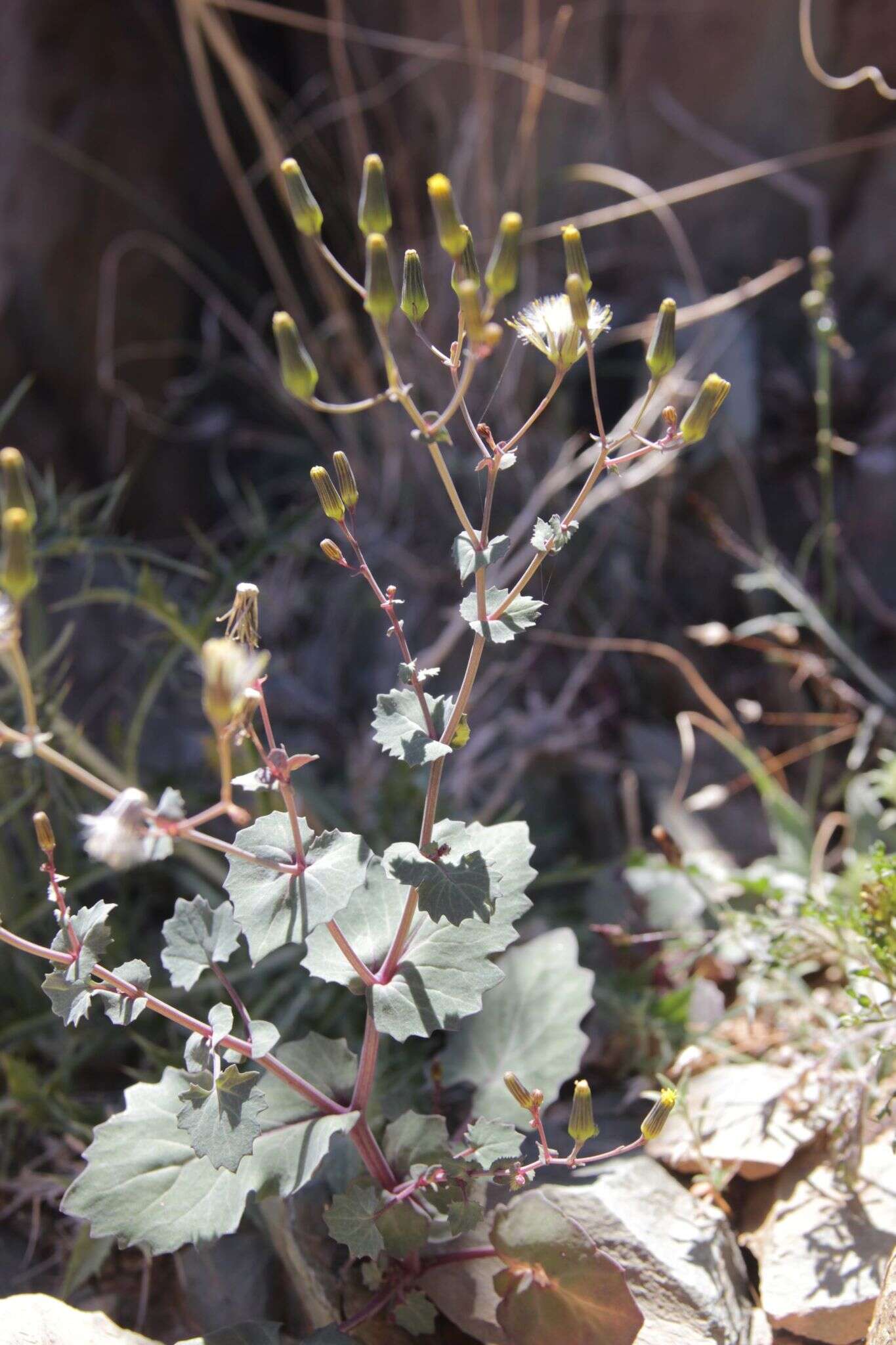 Senecio flavus (Decne) Sch. Bip. resmi