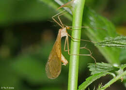 Image of Bittacus pilicornis Westwood 1846