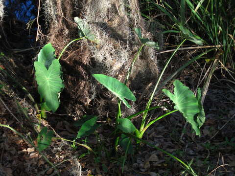 Image of green arrow arum